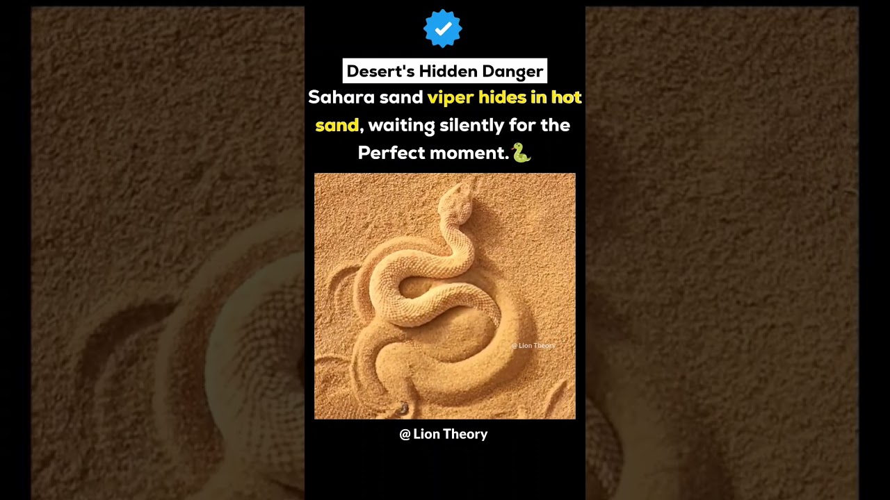"Desert Stealth: The Sahara Sand Viper's Secrets". 🐍🐍🐍