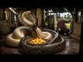 72 Hours of Survival: Giant Python Pair Hunts Down Farmer Who Took Their Eggs!