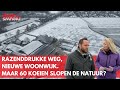 Razenddrukke weg, nieuwe woonwijk in het weiland. Maar 60 koeien slopen de natuur. Geloof jij het?
