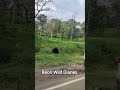A sloth bear pauses, nostrils twitching—wild secrets whispered on the forest breeze.🐻