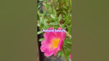 Thumbnail of natural beauty #song #ytshorts