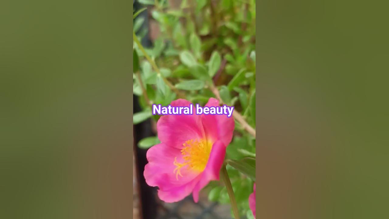 natural beauty #song #ytshorts