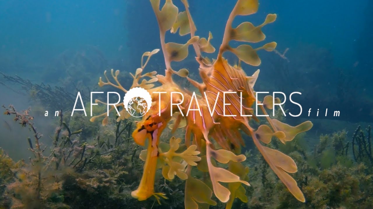 Leafy Seadragons - Diving Adelaide