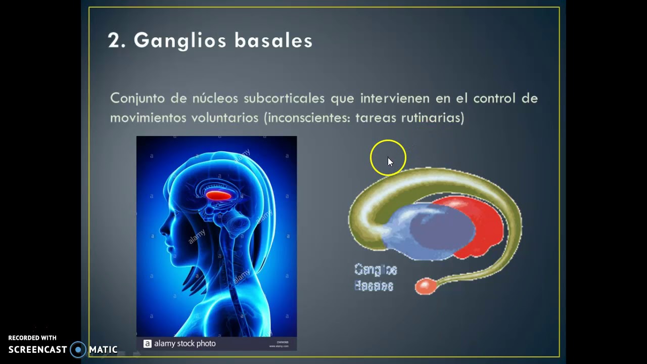 PROSENCÉFALO YouTube