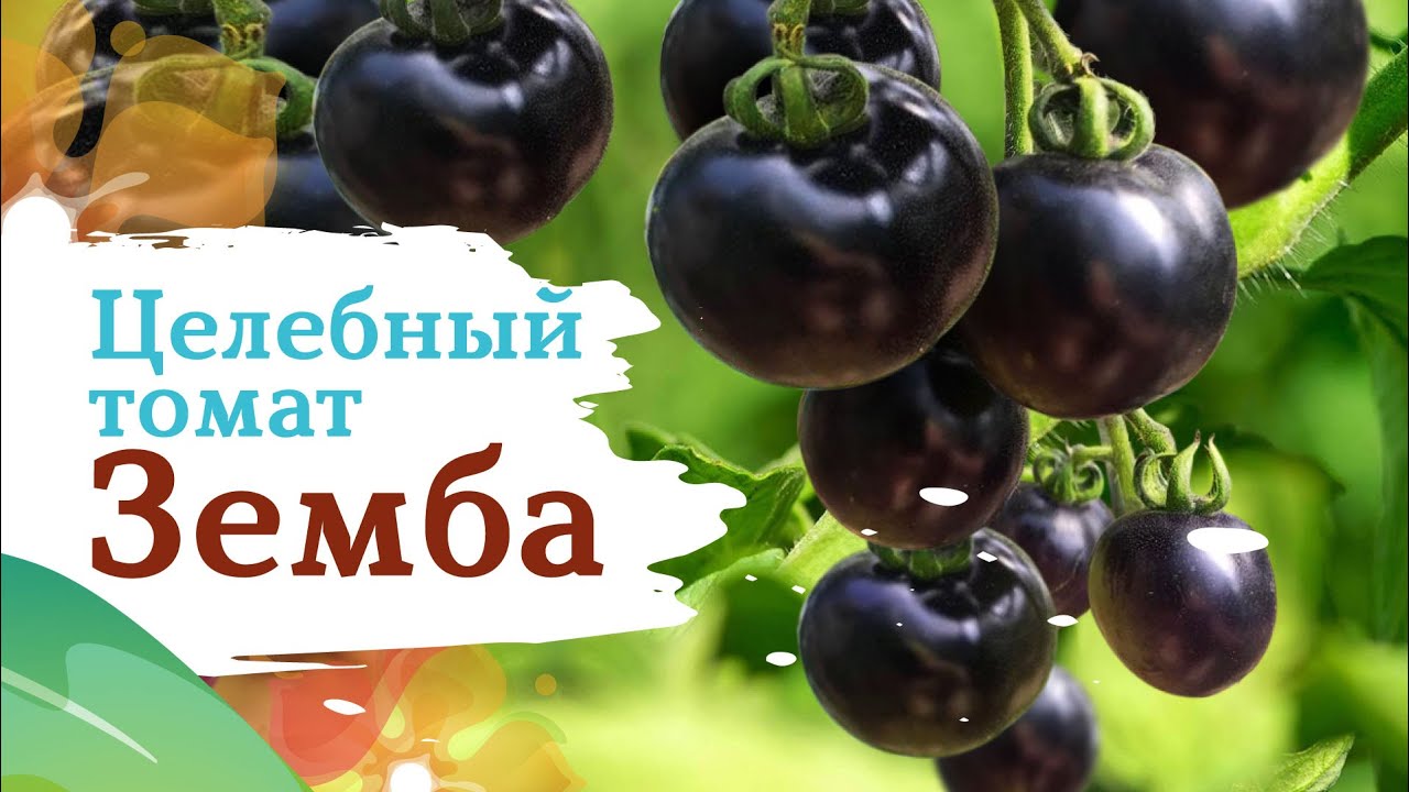 Томат Земба Отзывы Фото Урожайность Характеристика