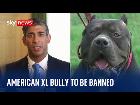 Rishi Sunak to Ban 'American Bully XL' Dogs in the U.K. - The New York Times