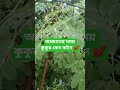 আজানের সময় কুকুর কেন কাঁদে 💕 #viral #trending #azan #shortvideo #islamicshorts #ytshorts