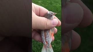 Red Siskin Nature Double Pastell Henne