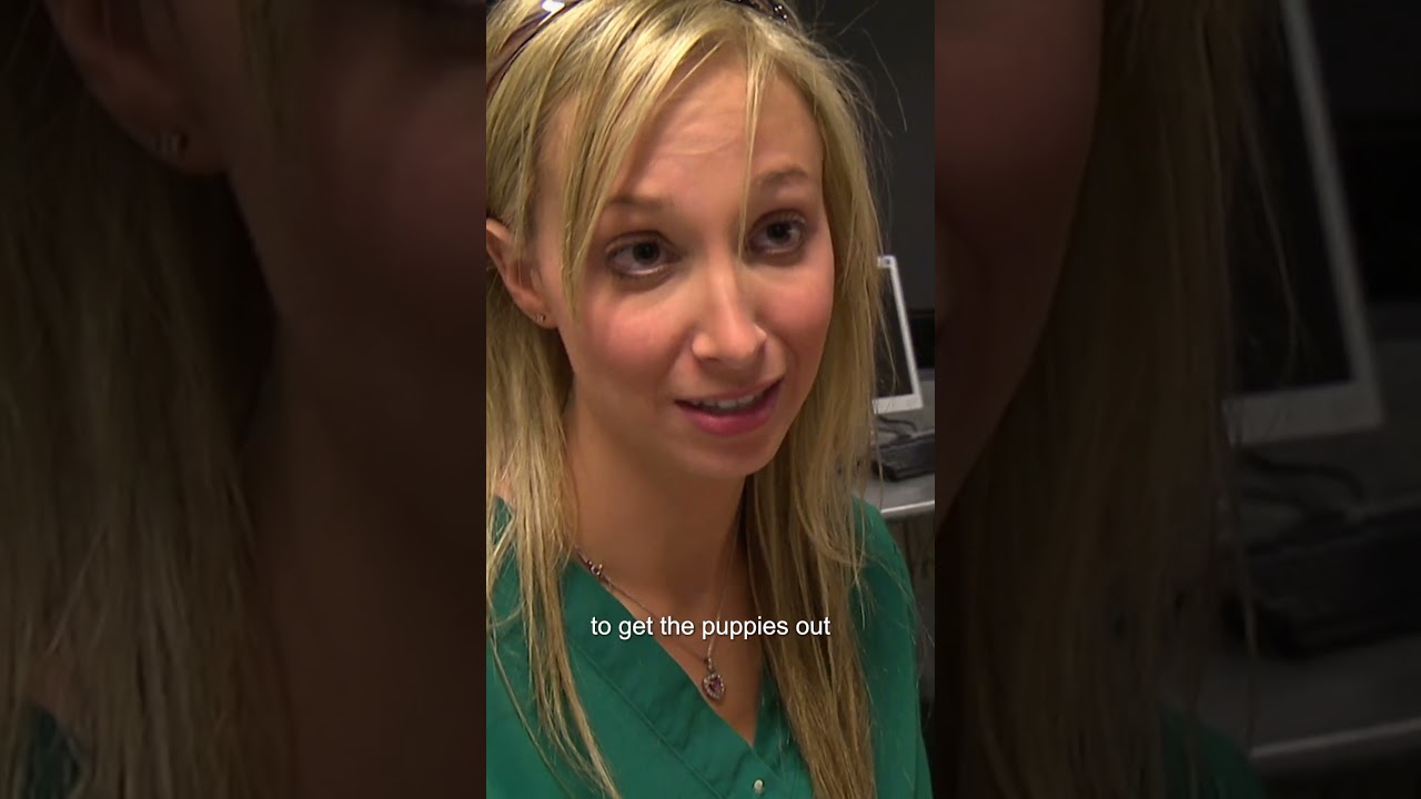 Beagle’s Heartbreaking Birth 💔| Bondi Vet 