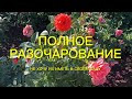 Розы . Не хочу их иметь в своём розарии. Полное разочарование.🌹🌹🌹