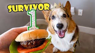 My Corgi Was Given 1 Year to Live || Life After College: Ep. 762 by VlogAfterCollege 113,325 views 7 months ago 14 minutes, 13 seconds