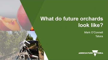 What does a future orchard look like?