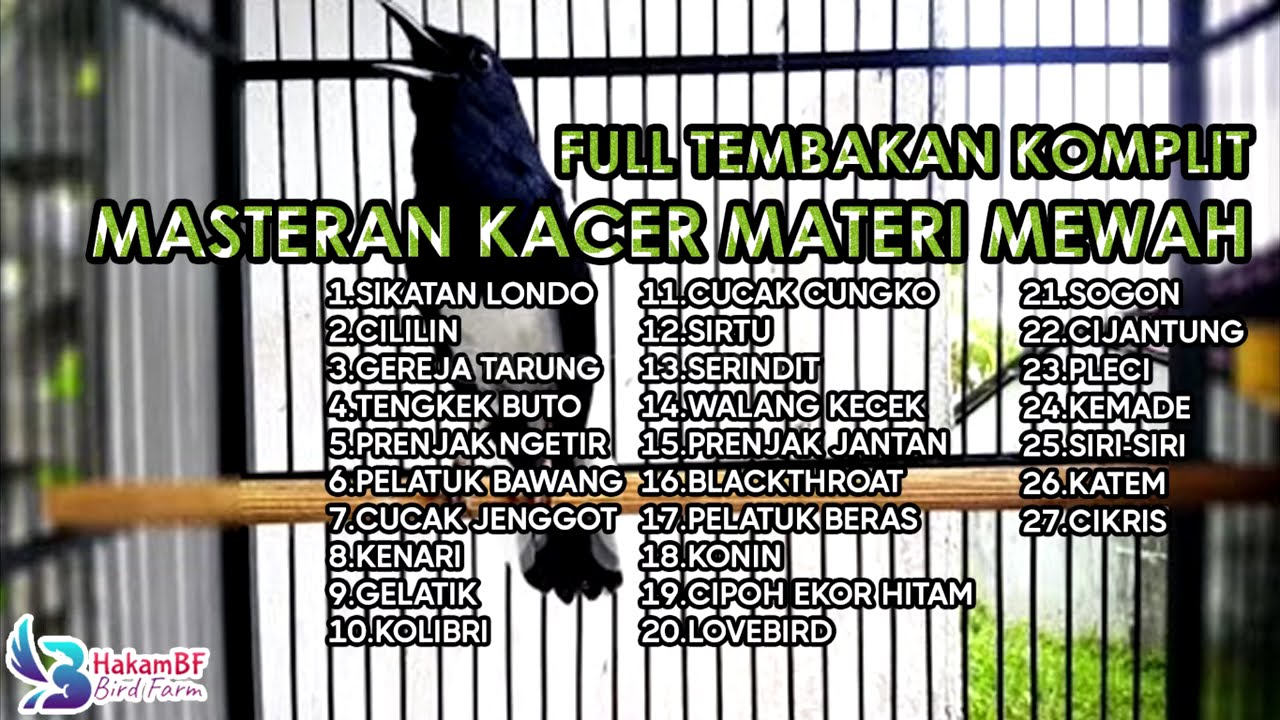 Masteran kacer materi mewah full tembakan komplit 