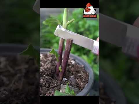 Video: Bisakah kamu menanam tomat di samping kentang?