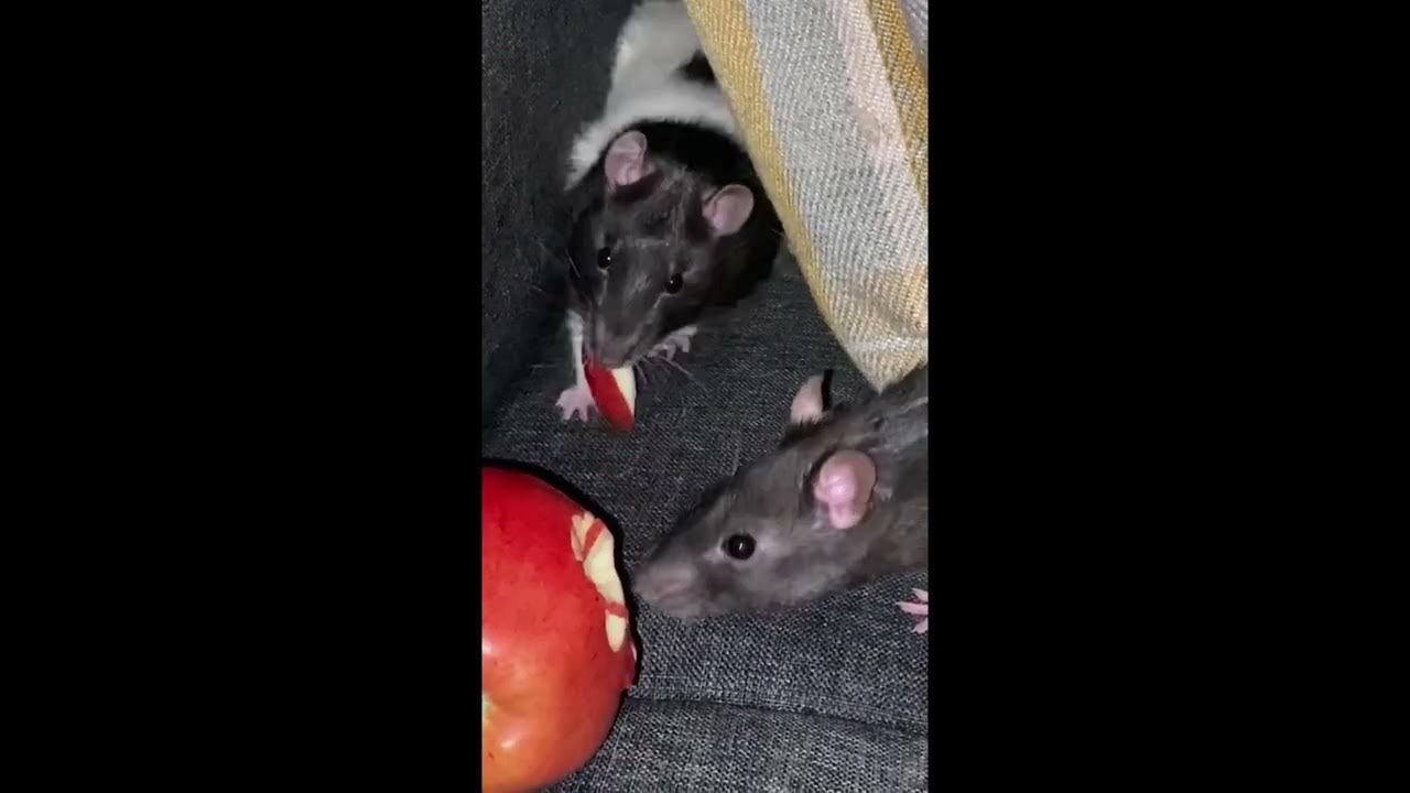 Can Rats Eat Apples? [Fast & Accurate Answer] YouTube