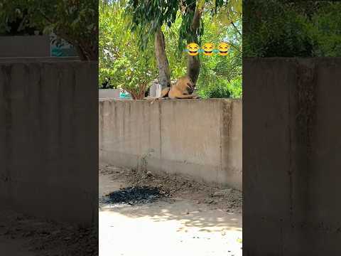 એસી કાયા ચીજ હે ‌જો બોચો ડરારહી હે #comedy #trending