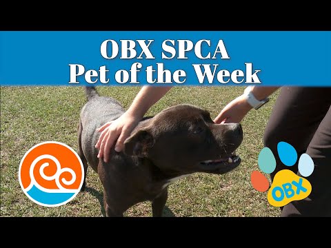 Video: Adoptable Dog Of The Week - Blitzen