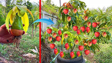 How to​ Grafting Apple with Mango to get the most fruit