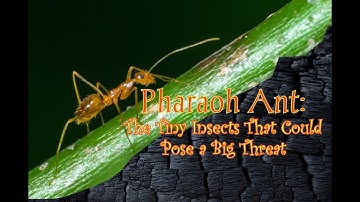 Pharaoh Ant: The Tiny Insects That Could Pose a Big Threat   #ants #animal #insects