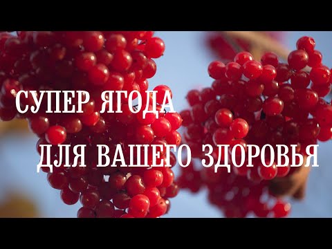 Video: Viburnum Red In Folk Medicine