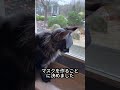猫のようだけど、実はバットマンみたい！