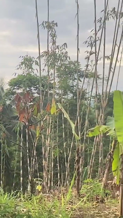 Hutan Bambu Bamboo #bambu #bamboo #shorts #scary #paranormal