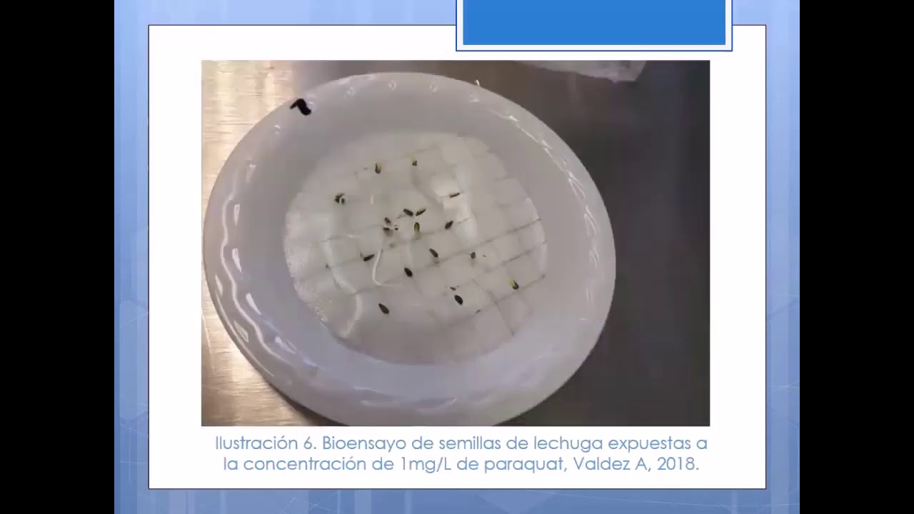 Practica 5 Ensayo de toxicidad con semillas de lechuga (Lactuca sativa
