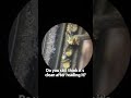 Stereo Microscope Observing Real Samples