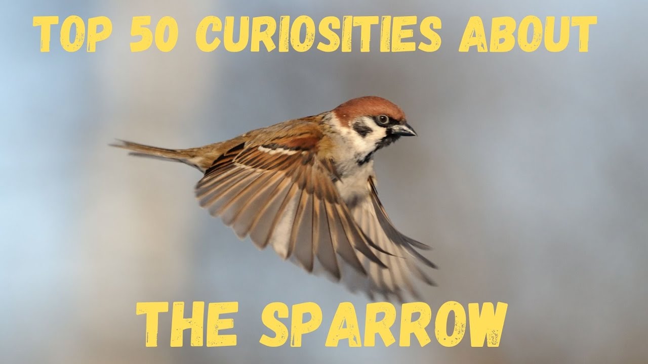 The Secret Life of Sparrows: Small Birds, Big Lessons