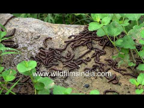 Hundreds of Millipedes emerge across rocks and stone surfaces after monsoon rain
