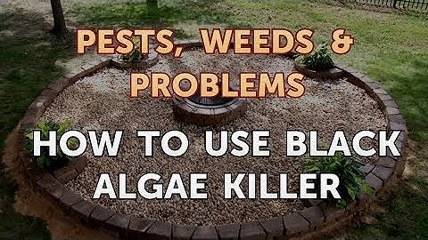 How to Use Black Algae Killer