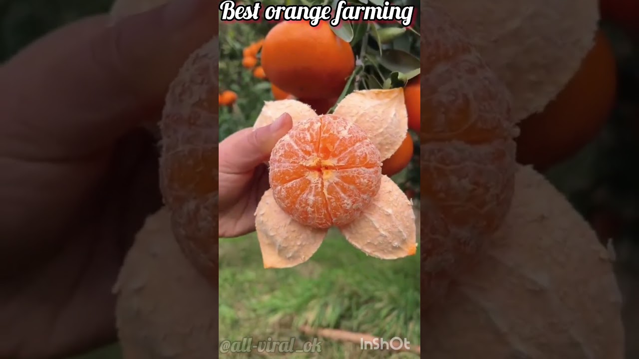 Orange farming in china 