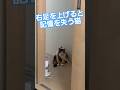 静止画みたいでジワる猫 #cats