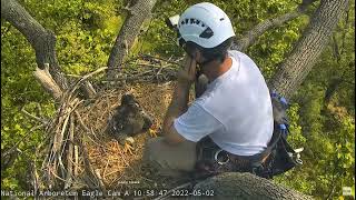 Adorable moment from DC National Arboretum Eagle Cam