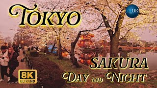 夜桜 お花見2024 上野公園 桜サクラ🌸 Sakura in Tokyo VR180 walking