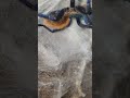 Tarantula Creates Web Mat Then Flips Over to Molt