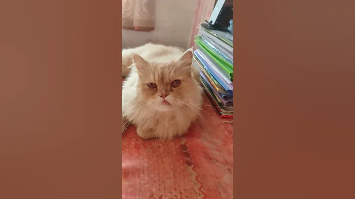 Watch the video about Love you 😍❤️ #foryou #cat #cute #viralvideo #shorts #catvideos #funny #reels #catlovers #love