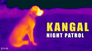 Kangal on Night Patrol | Turkish Kangal Dog | Ash the Kangal by Ash The Kangal 771 views 1 year ago 3 minutes, 35 seconds