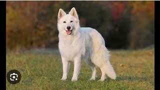 White Swiss Shepherd Dog