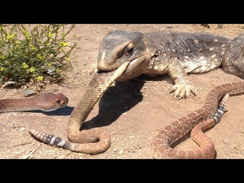 Video: Najboljša živalska Fotobomba Doslej Je Ta Iguana V Portoriku