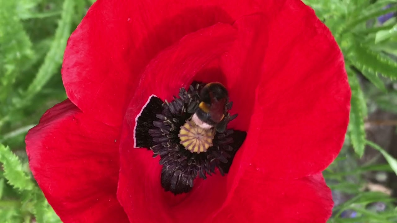 Humlebi buzzing - humlebi vibrationsbestøvning