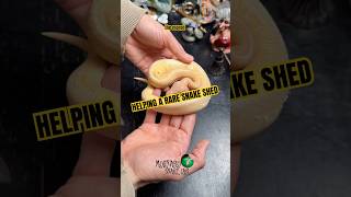 Celebrity Helping rare snake remove some stuck shed. #molinarosnakelab #ballpythons #snakemorphs #shorts #diy Net Worth