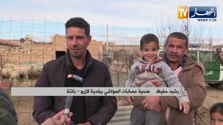 Batna: Lazrou Gendarmerie recovers stolen flock of sheep 3 days after theft
