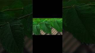 8k Colour Grading Tutorial in Capcut pro #capcut #tutorial #edit