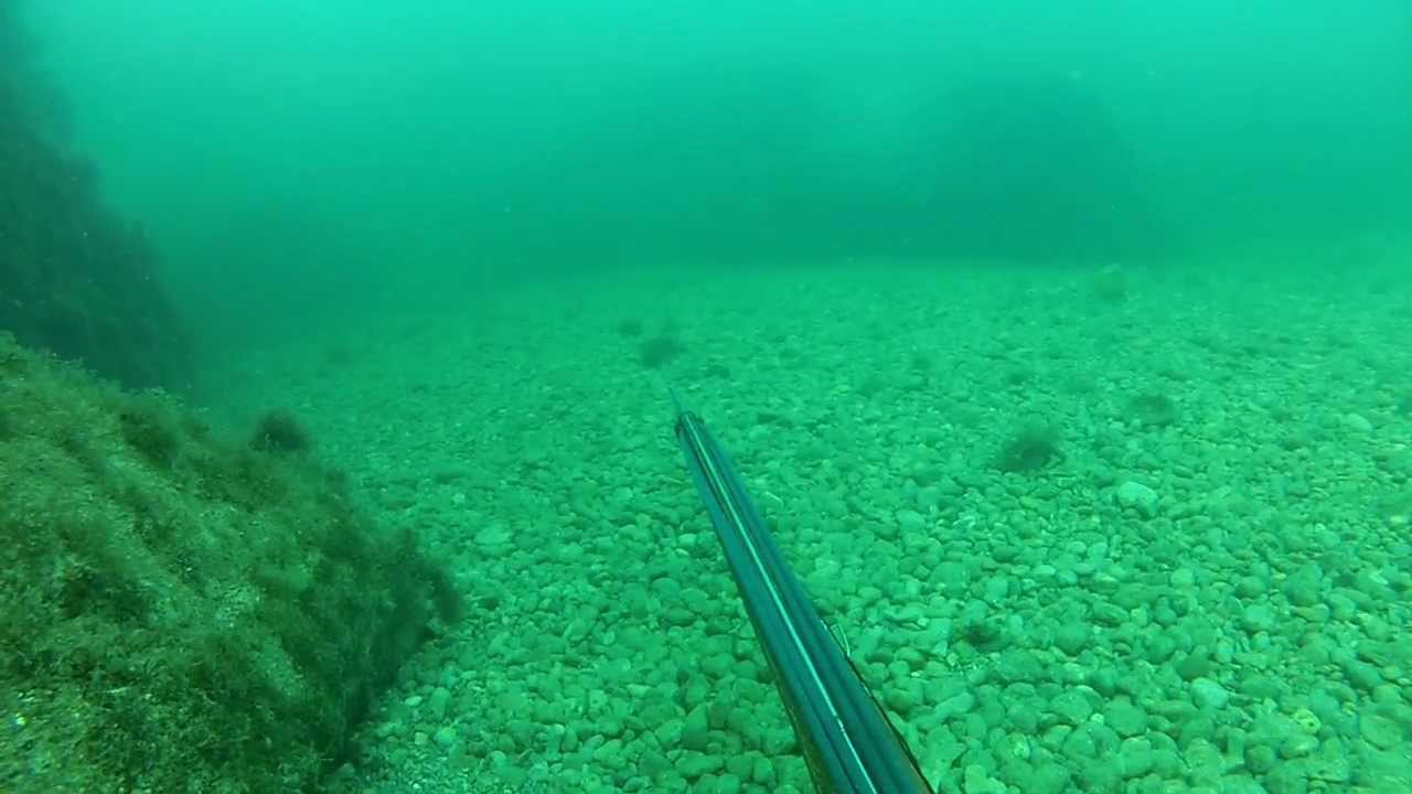 кефаль...12.08.12.