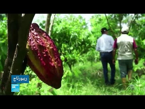 كولومبيا الكاكاو محصول إستراتيجي للقضاء على زراعة الكوكا