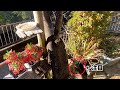 庭に何かいるので定点カメラを仕掛けたら、とんでもないやつが現れた