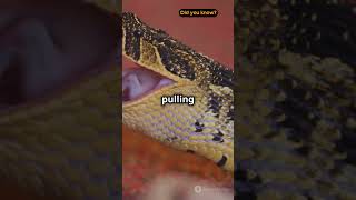 Did You Know? Snake Jaw Secrets