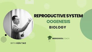 Oogenesis