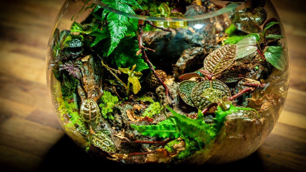 Rare Jungle Plants Terrarium 🌿 YouTube